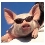 Postponed till further notice!! ONE DAY BLOW OUT!!! By When Pigs Fly