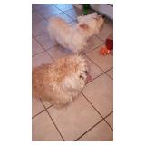 Our clients dogs could not go with him, they need good homes. See Holly at the sale for adoption inf