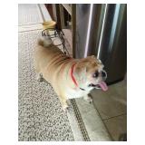 The first stop was the groomer, look at Lizzie now!! Very loving and waiting for a home! 