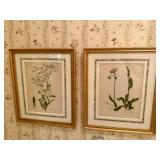 (2) The Flowers and Ferns of the United States" by Thomas Meehan Prints