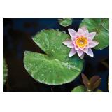 Kimberly Estate Sale