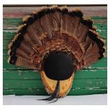 Vintage Turkey Tail feather Fan Taxidermy