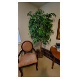 Lg Ficus Tree