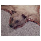 Bear Rug