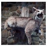 Bobcat
