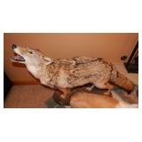 Coyote