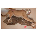 Mountain Lion