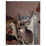 10 Point Buck