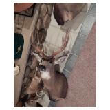 8 Point Buck