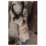 Antelope