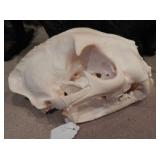 Animal Skull