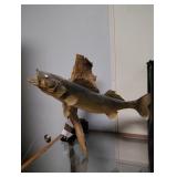 Taxidermy Walleye Fish on driftwood mount