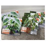 Elephant Ear Bulbs