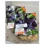 Lily Landini Bulbs