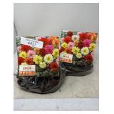 Dahlia Bulbs