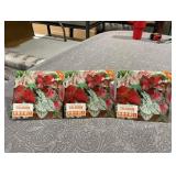 Lot of (3) Tropical Foliage Caladium Bulbs