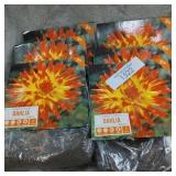 Dahlia Bulbs