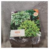 Package of Mixed Heart-Shaped Hosta Bare Roots Plants 