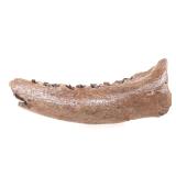 Lot 292 Wonderful Preserved Cave Bear Mandible wTeeth