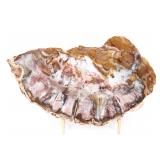 Lot 296 Gorgeous Petrified Wood Slab wStand