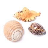 Lot 244 Group of Three Vintage Seashells