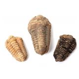 Lot 251 Three Ancient Fossilized Trilobites