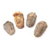 Lot 252 Lot of Four Ancient Trilobite Fossils