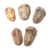 Lot 253 Five Prehistoric Trilobite Fossils