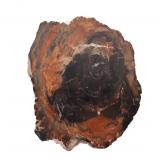 Lot 309 Large Slab of Petrified Wood, Millions of Years Old