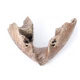 Lot 317 Section of Woolly Mammoth Mandible - 50,000 years old