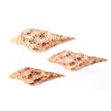 Lot 226 Group of Three Charonia Tritonis Triton Shells