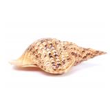 Lot 228 Triton Sea Shell, Charonia Tritonis, Fifteen Inches Long