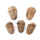 Lot 231 Group of Five Ancient Trilobite Fossils