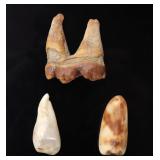 Lot 237 Sabretooth Molar & Two Incisors, Pleistocene Epoch