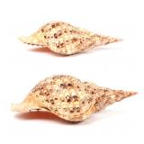 Lot 101 Lot of Charonia Tritonis Triton Shells