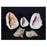Lot 256 Lot of Large Conch & Sea Shells