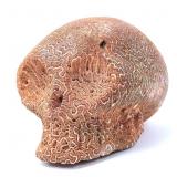 Lot 273 Rare Taino Elongated Skull