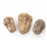 Lot 412 Nice Group of Ancient Three Trilobite Fossils