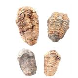 Lot 418 Group of Four Ancient Trilobite Fossils
