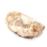 Lot 422 Ancient Baby Raptor Skull with Teeth