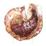 Lot 423 Gorgeous Petrified Wood Trunk Slab