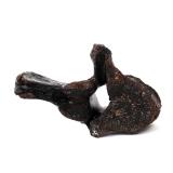 Lot 424 Fossilized Ancient Wooly Mammoth Vertebra