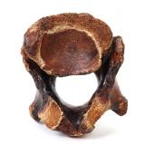 Lot 425 Incredible Ancient Juvenile Wooly Mammoth Vertebra