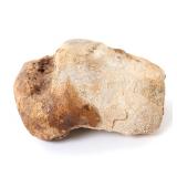 Lot 426 Ancient Wooly Mammoth Hip Bone Section