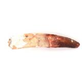 Lot 427 Juvenile Spinosaurus Fossilized Tooth