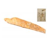 Lot 428 Ancient Fossilized Pterodactyl Beak