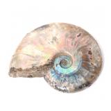 Lot 430 Rainbow Iridescent Ancient Ammonite