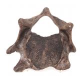 Lot 432 Large Section of Wooly Mammoth Vertebra