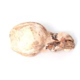 Lot 433 Rare Fossilized Baby Raptor Skull