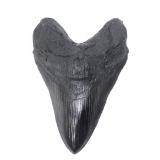 Lot 434 Massive Ancient Megalodon Tooth